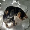 Muški bengalski mačić Hugo prodaja, dostava za Švicarsku.