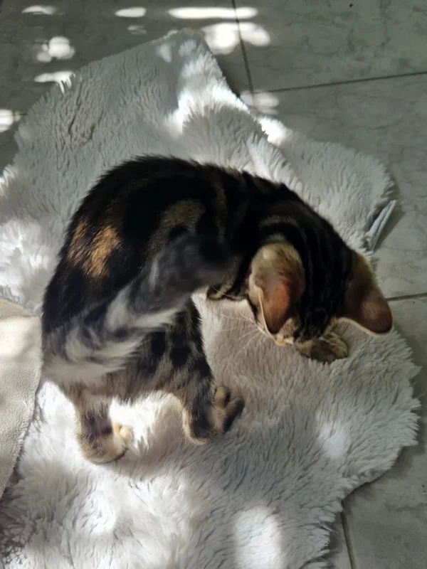 Muški bengalski mačić Hugo prodaja, dostava za Švicarsku.