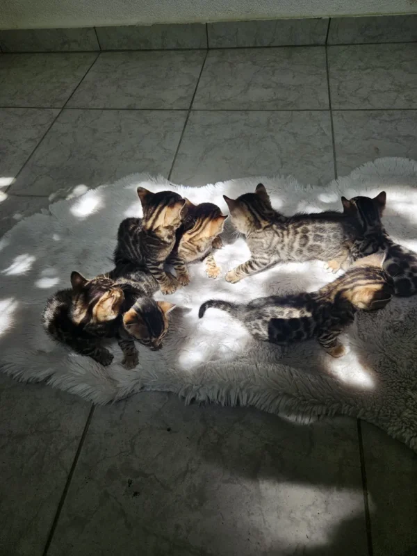 Muški bengalski mačić prodaja, dostava za Švicarsku.