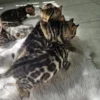 Socijalizirani muški bengalski mačići prodaja, dostava.