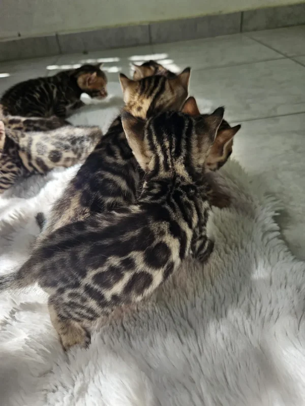 Socijalizirani muški bengalski mačići prodaja, dostava.