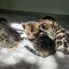 Novo leglo bengalskih mačića, primamo rezervacije.