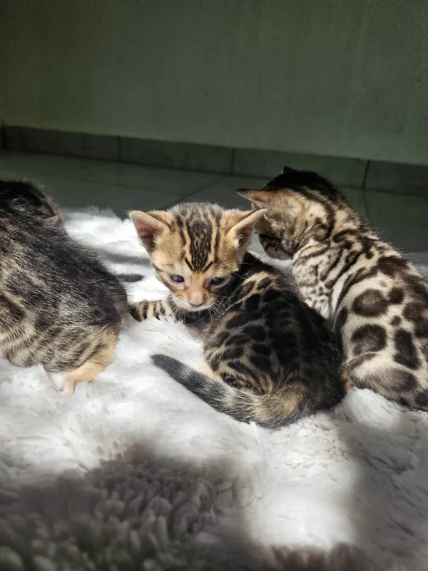 Novo leglo bengalskih mačića, primamo rezervacije.
