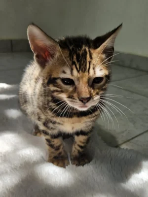 Pedigree male Bengal kitten for sale looking for a new home.