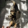 Pedigree male Bengal kitten Hugo for sale in Europe. Pedigree male Bengal kitten Hugo for sale in Europe.
