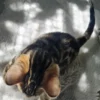 Rezervirajte Hugu, najboljeg muškog bengalskog mačića.