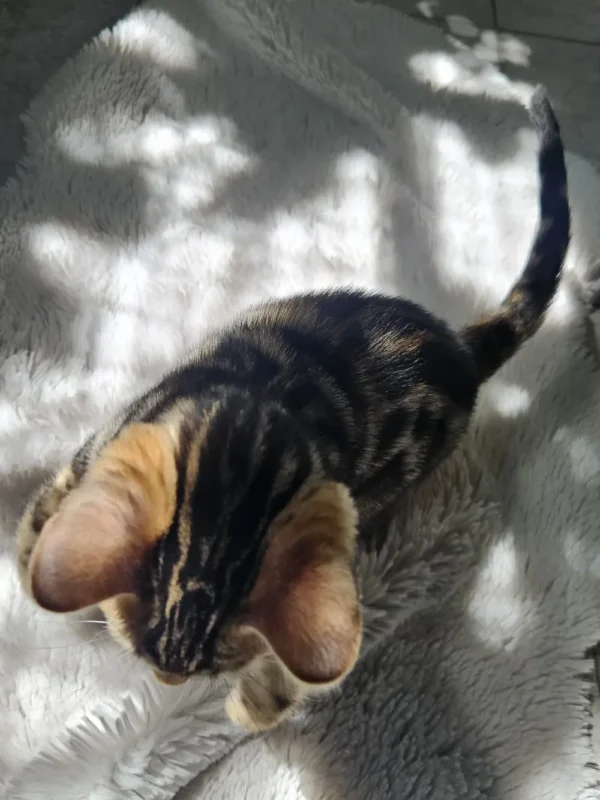 Rezervirajte Hugu, najboljeg muškog bengalskog mačića.