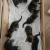 Smeđi točkasti bengalski mačići prodaja, muški i ženski.