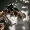 Točkasti muški i ženski bengalski mačići na prodaju u EU.