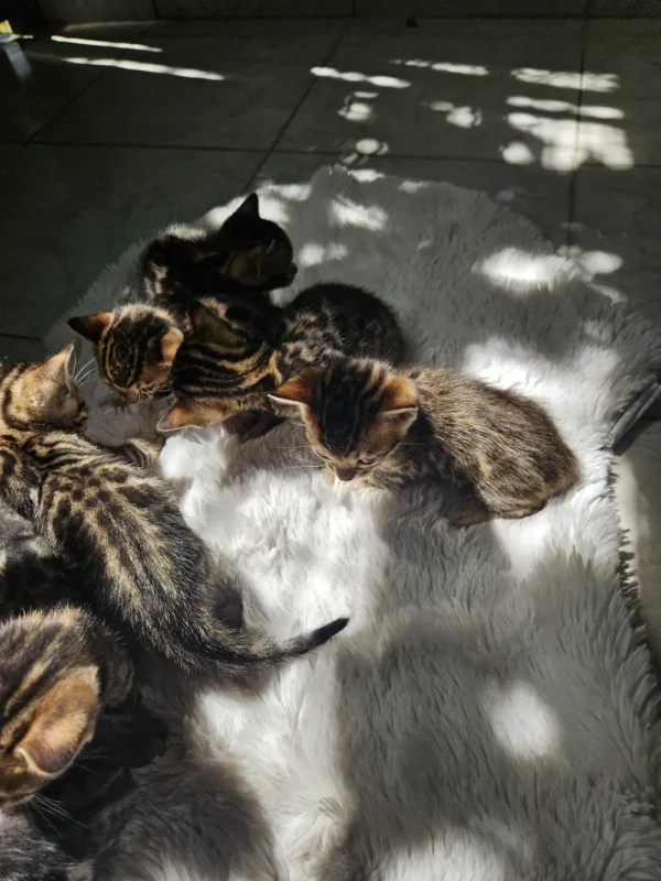 Točkasti muški i ženski bengalski mačići na prodaju u EU.