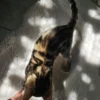 Prekrasni točkasti muški bengalski mačić Hugo na prodaju.