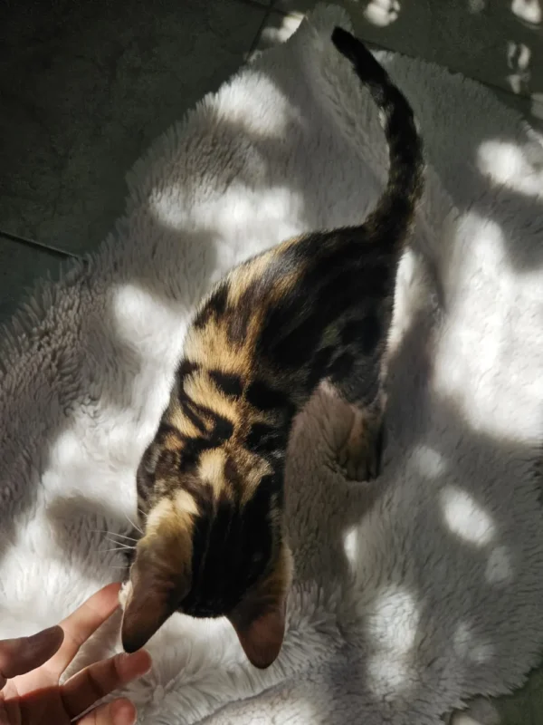 Prekrasni točkasti muški bengalski mačić Hugo na prodaju.