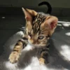 Umiljati muški bengalski mačić Hugo na prodaju.