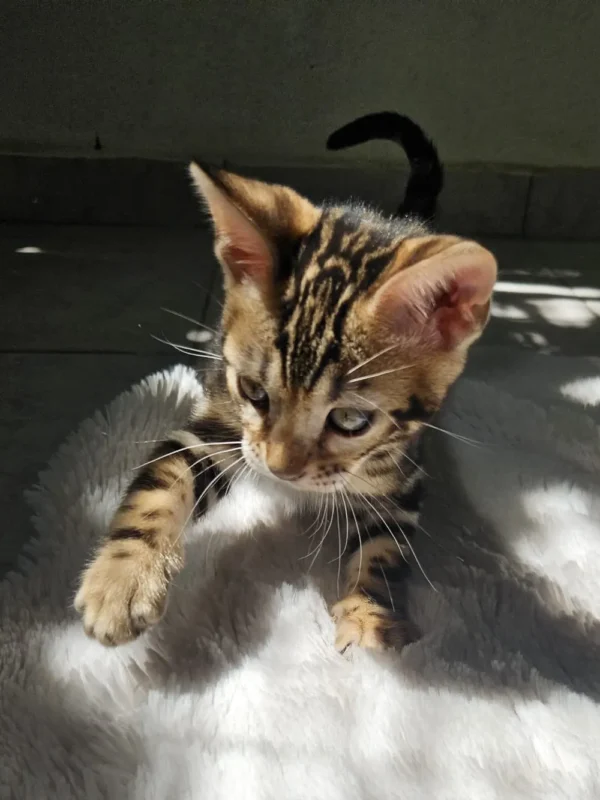 Umiljati muški bengalski mačić Hugo na prodaju.
