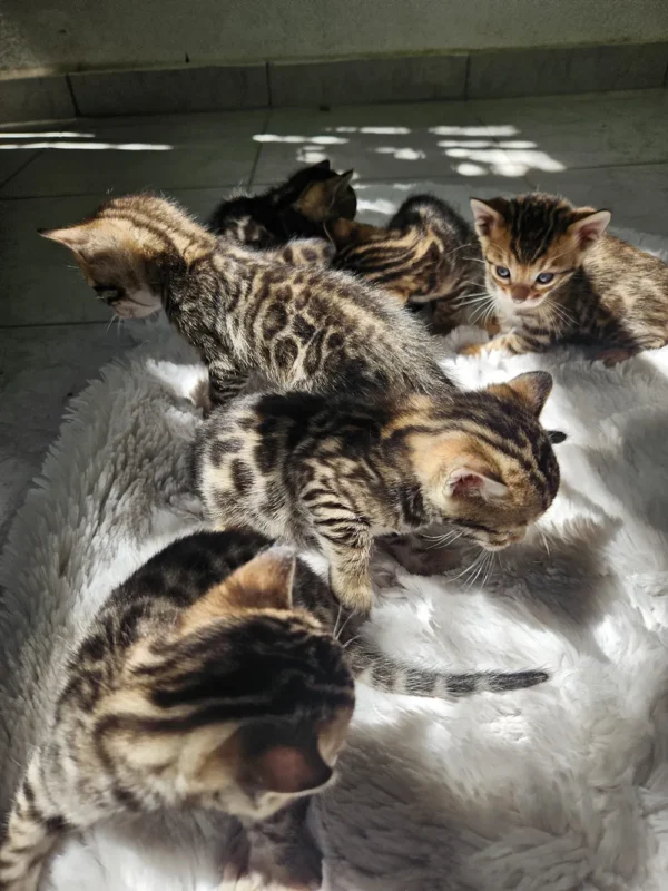 Pošaljite upit za dostupne muške i ženske bengalske mačiće.