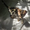Veliki i snažni muški bengalski mačić na prodaju u EU.