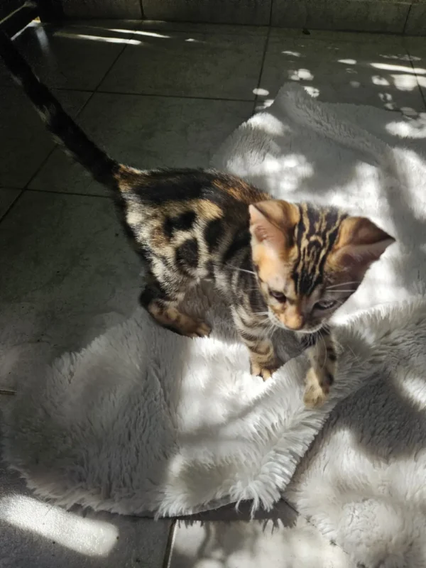 Veliki i snažni muški bengalski mačić na prodaju u EU.