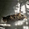 Vrhunski muški bengalski mačić za prodaju, dostupan u EU.