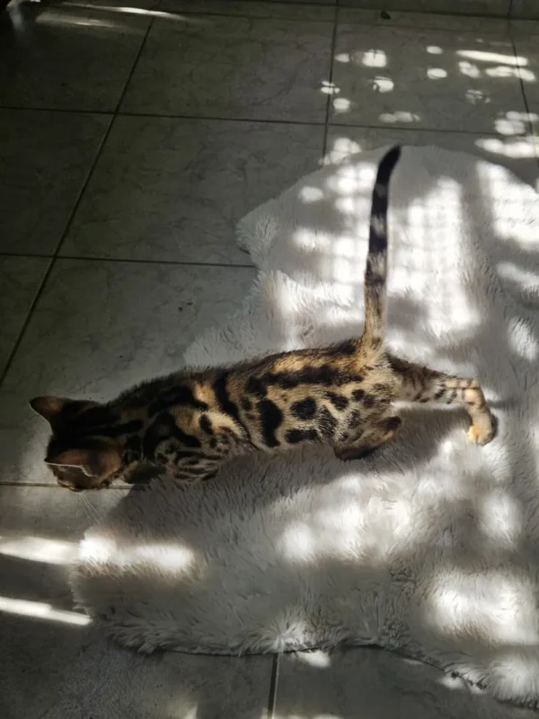Vrhunski muški bengalski mačić za prodaju, dostupan u EU.