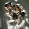 Ženska bengalska mačića prodaja, dostava za Njemačku.