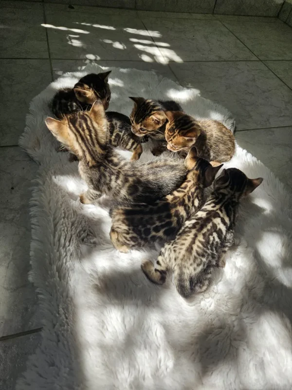 Ženska bengalska mačića prodaja, dostava za Njemačku.