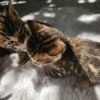 Prekrasna ženska bengalska mačića prodaja s rozetama.