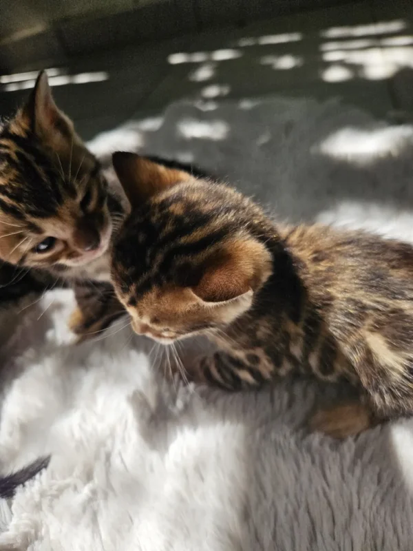 Prekrasna ženska bengalska mačića prodaja s rozetama.
