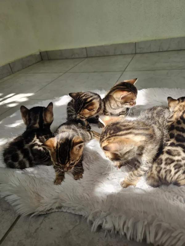 Elegantne ženske bengalske mačiće na prodaju uz EU dostavu.